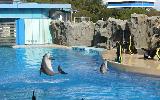Bangkok - Safari World & Marine Park